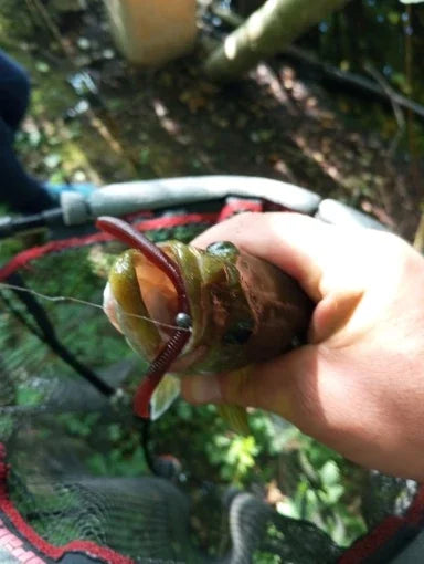 KINGDOM Soft Earthworm Bait 10-15pcs